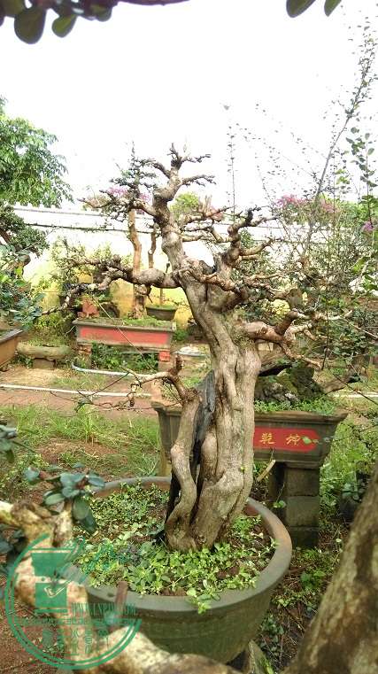IMAG0343.jpg