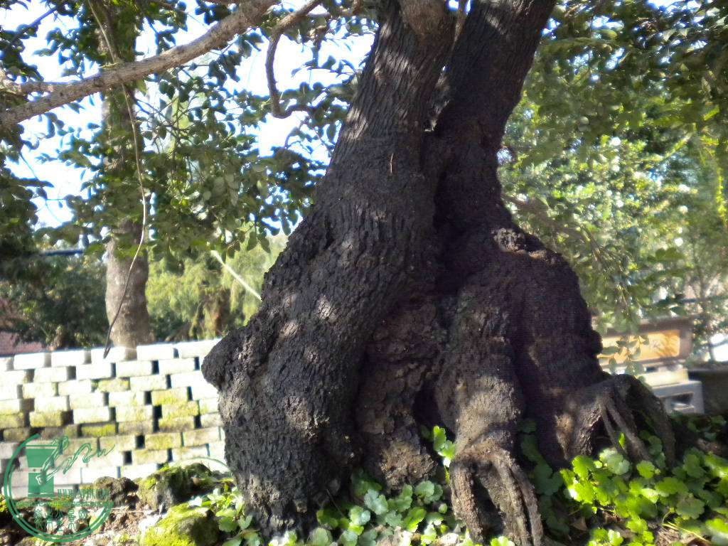 DSCN8546.JPG