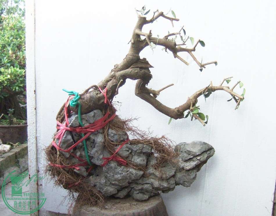 DSCF5704.JPG