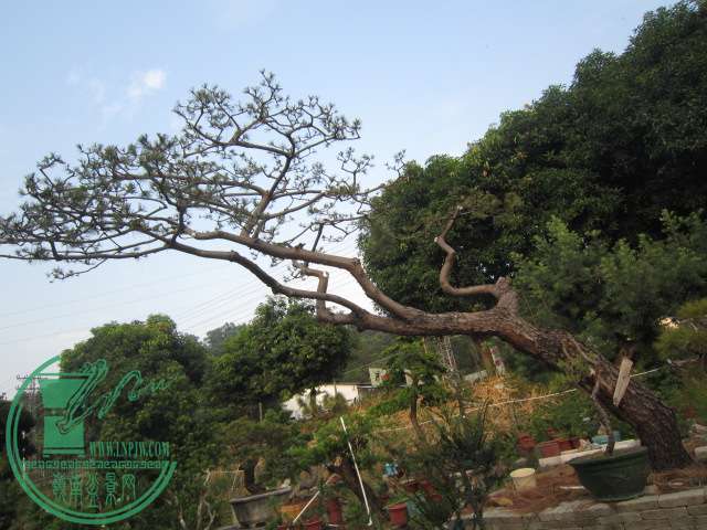 IMG_0560.JPG
