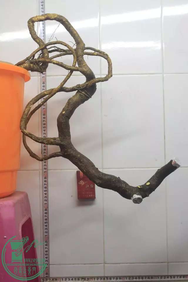 psb (18).jpg