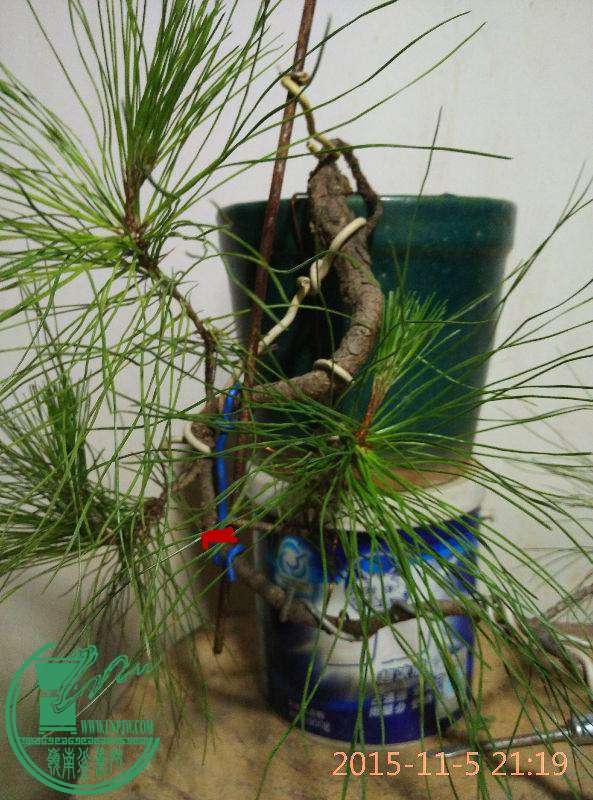 212616ailc117kweq39x3l.jpg.thumb.jpg