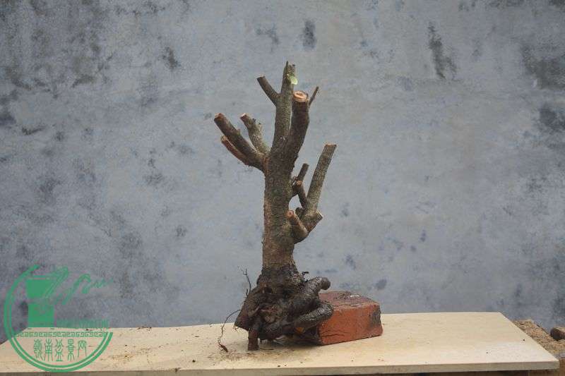 Ƭ20131026ۺ 3991.jpg