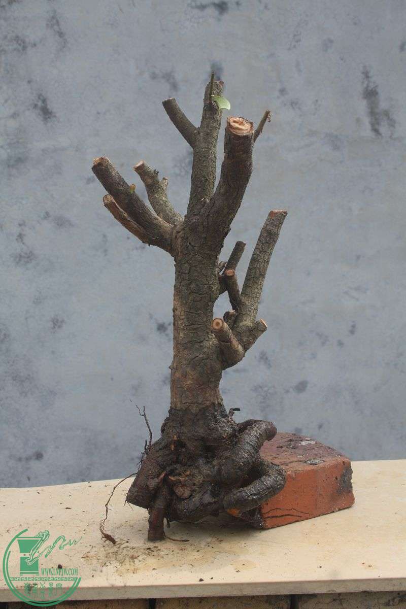 Ƭ20131026ۺ 3992.jpg