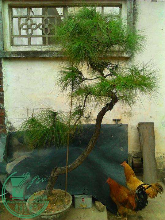  YP20151106145710.jpeg