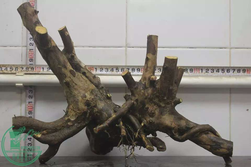 psb (3).jpg