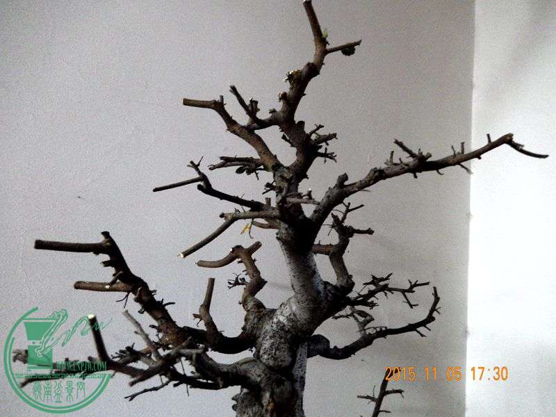 DSCN2976.JPG