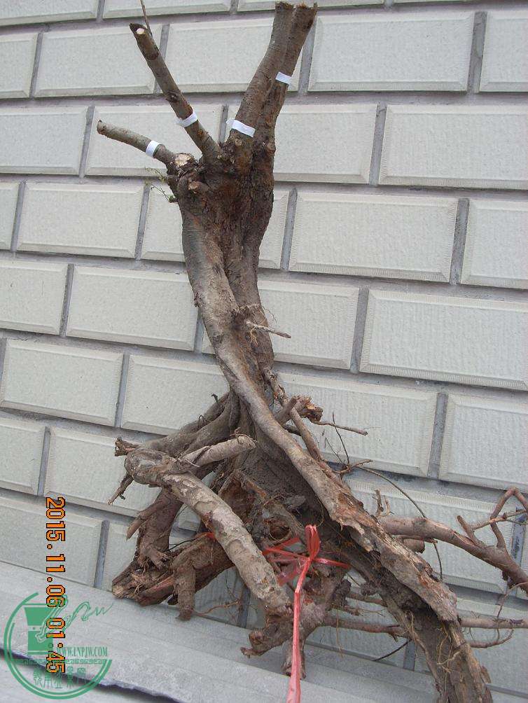 Ƭ 206.jpg
