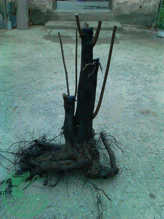  YP20151107174256.jpeg