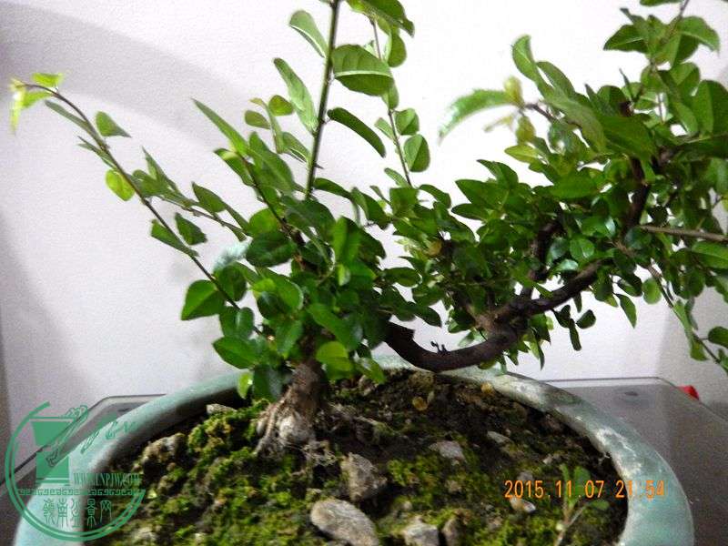 DSCN2987.JPG