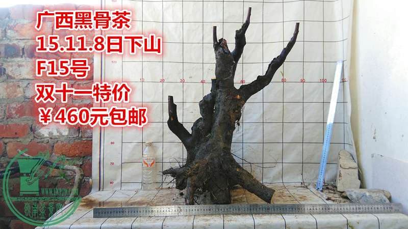 IMG_20151108_161959_.jpg