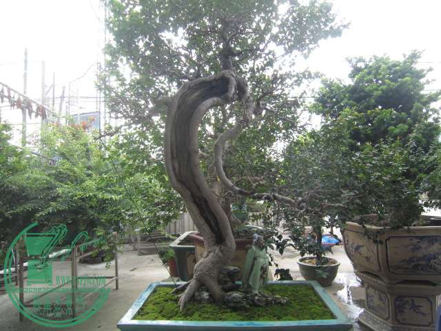 IMG_9876.JPG