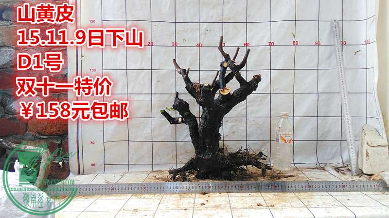 IMG_20151109_123824_.jpg