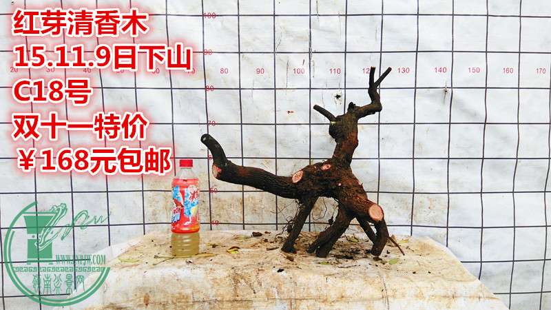 IMG_20151109_164201_.jpg