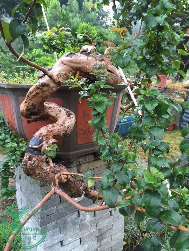 image.jpg