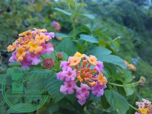 IMG_20151106_073227.jpg