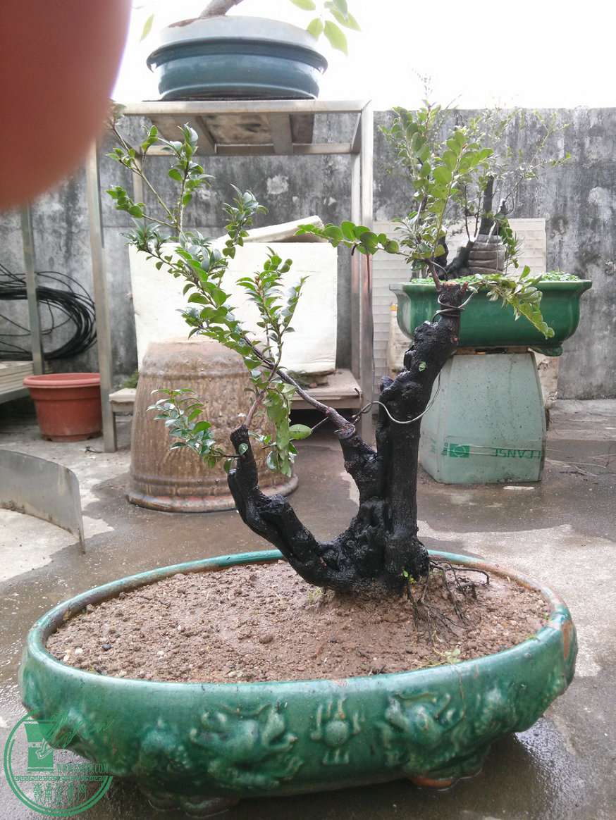 IMG20151107110253.jpg