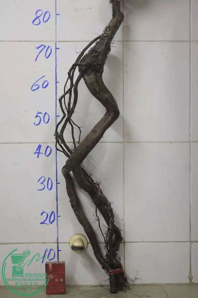psb (8).jpg
