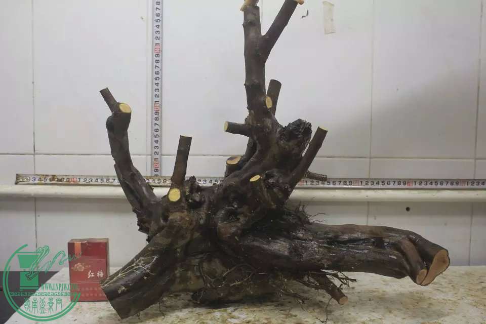 psb (2).jpg
