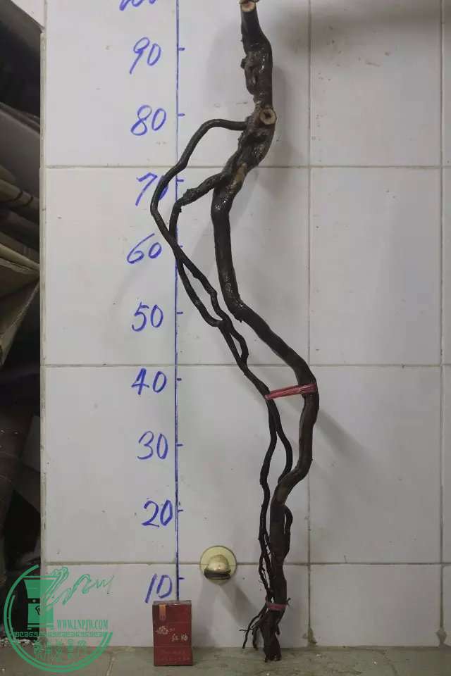 psb (2).jpg