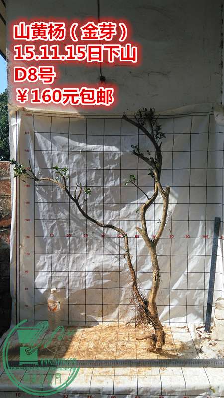 IMG_20151115_105330_.jpg