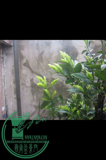 IMG_0335.PNG