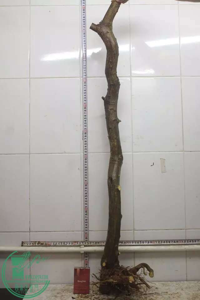 psb (2).jpg