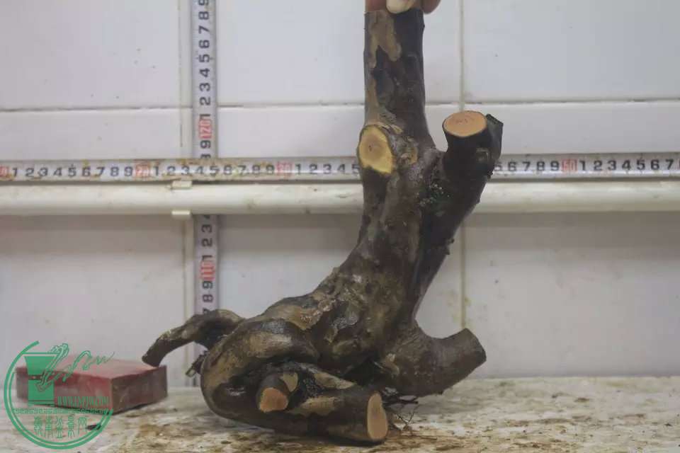 psb (12).jpg