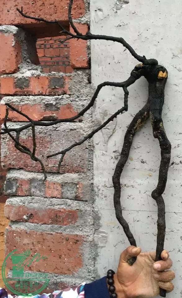 image.jpeg