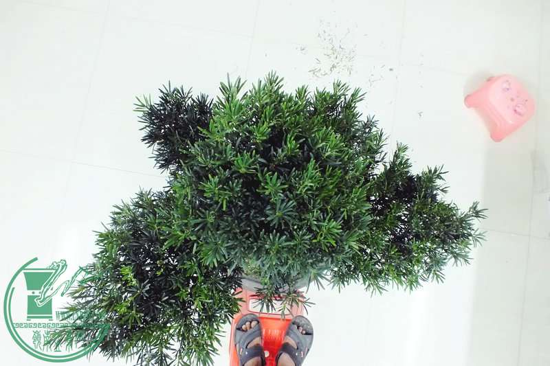 DSCF2436.JPG