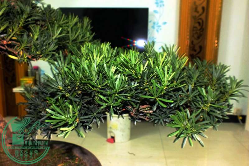 DSCF2437.JPG
