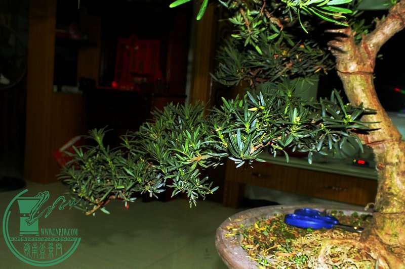 DSCF2438.JPG