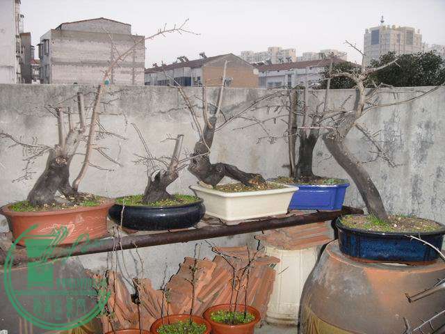 С SDC14101.JPG