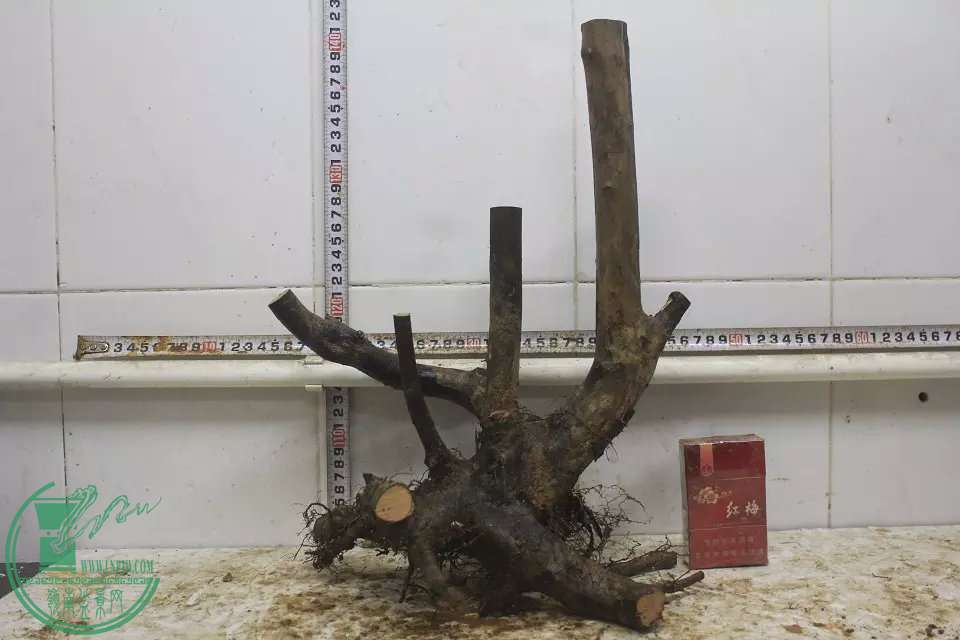 psb (7).jpg