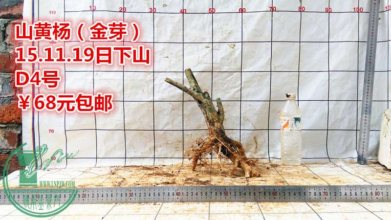IMG_20151119_143008_.jpg