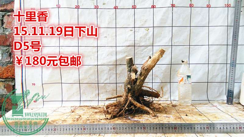 IMG_20151119_143112_.jpg