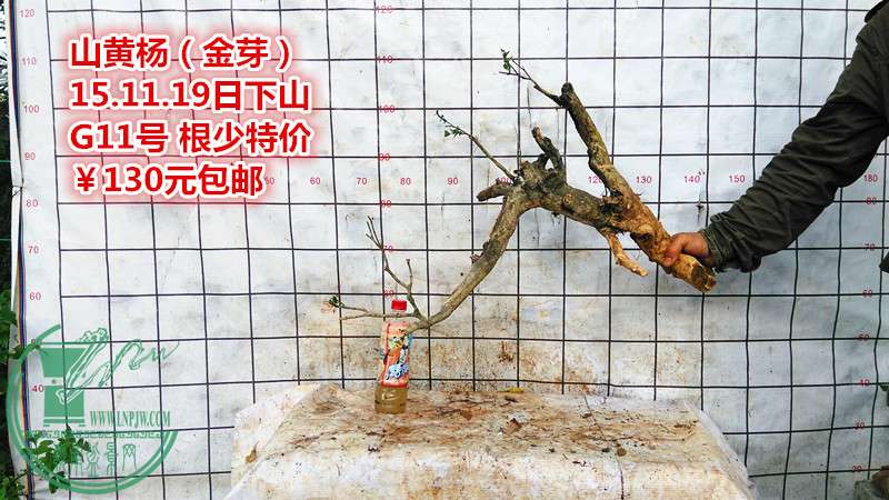 IMG_20151119_161304_.jpg