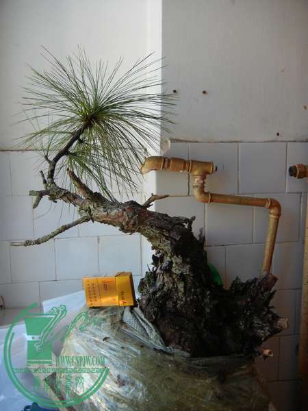 abtg 005.JPG
