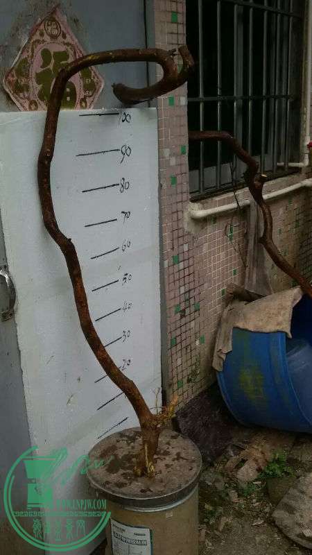 704557