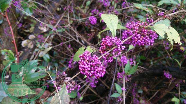 IMG_20151122_131220.jpg