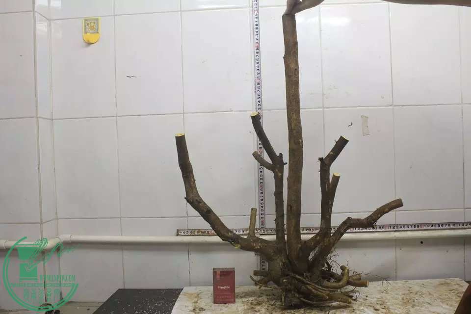 psb (20).jpg