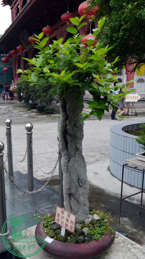 P1020989_.jpg
