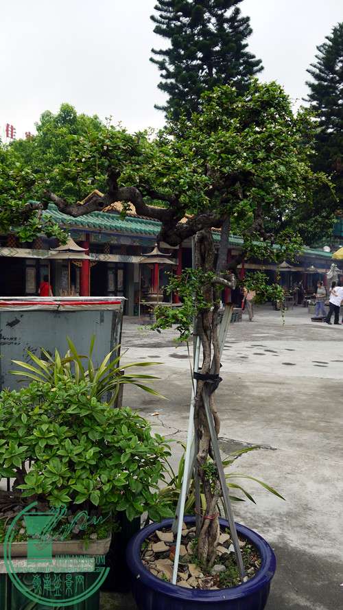 P1030002_.jpg