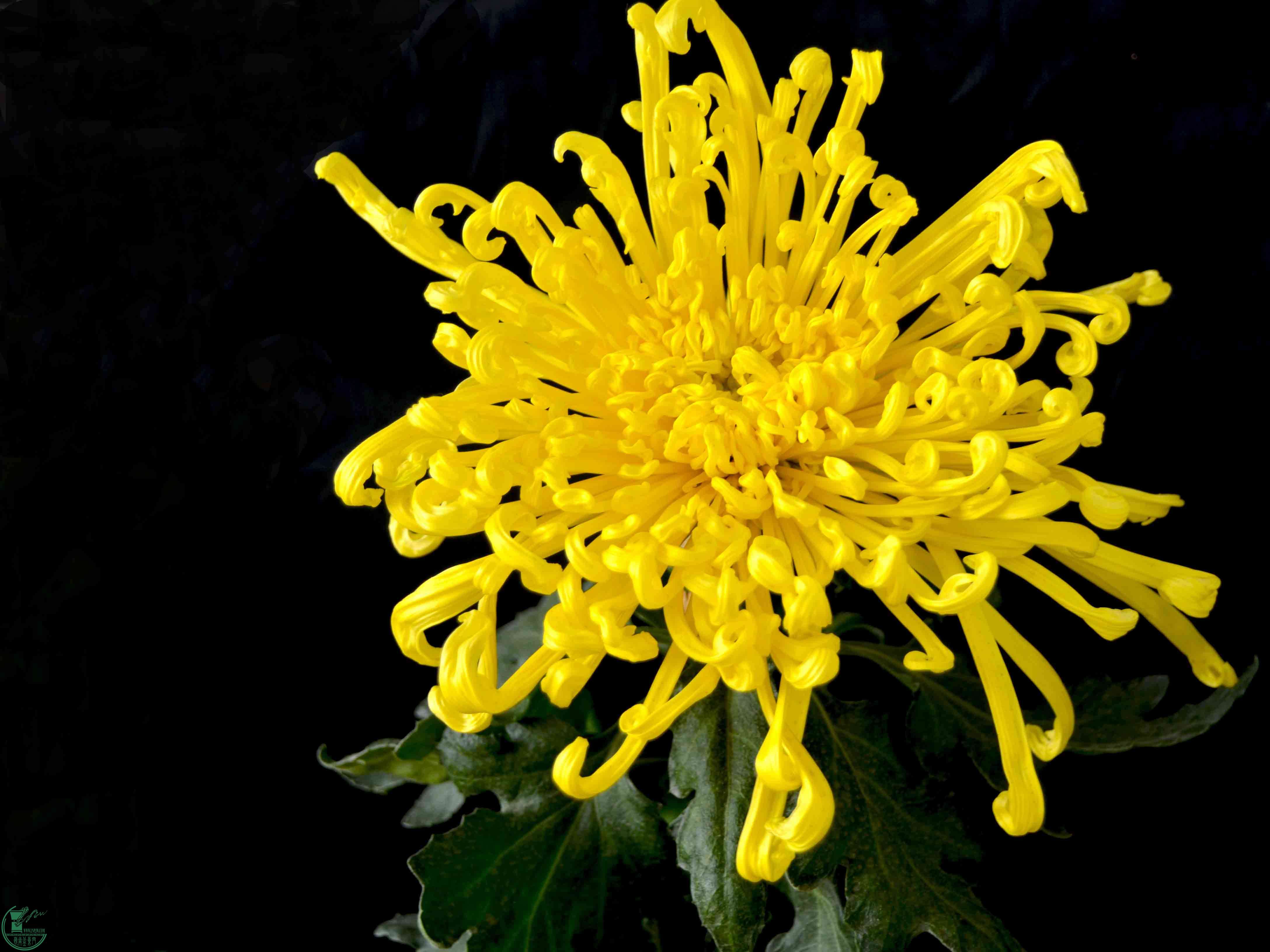 DSC_0007z.jpg