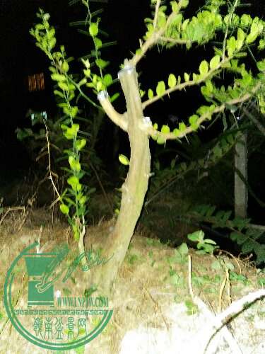IMG20151125191557.jpg
