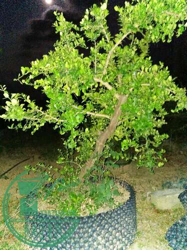 IMG20151125192014.jpg