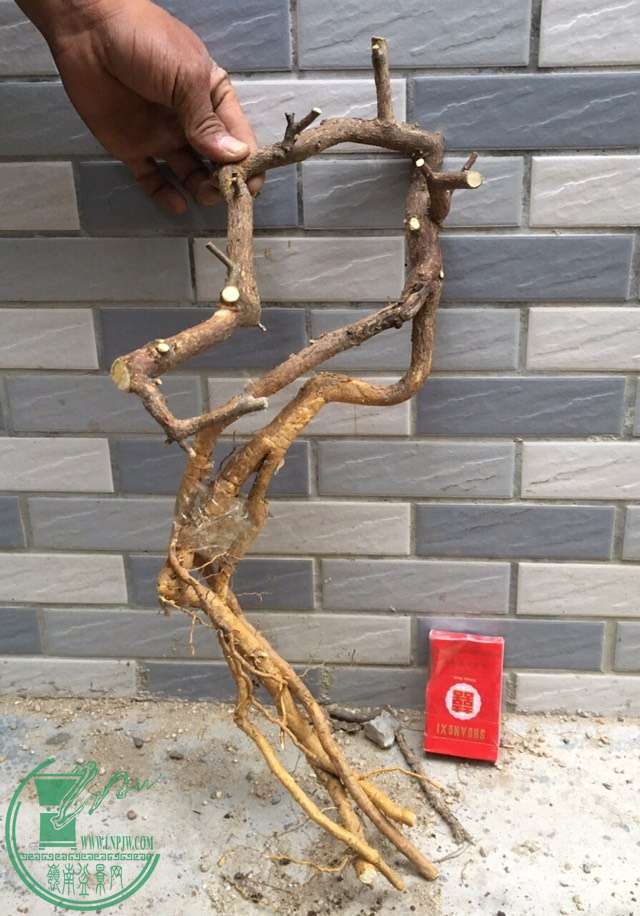 image.jpeg