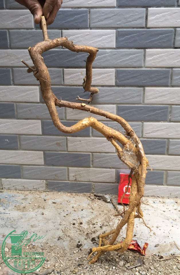 image.jpeg