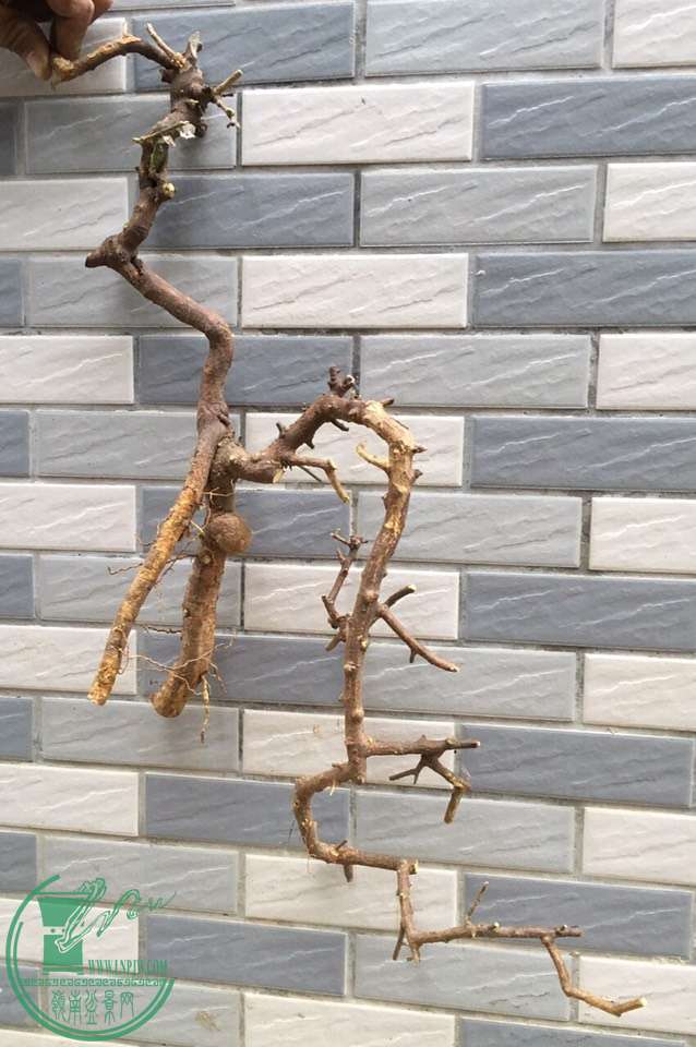 image.jpeg