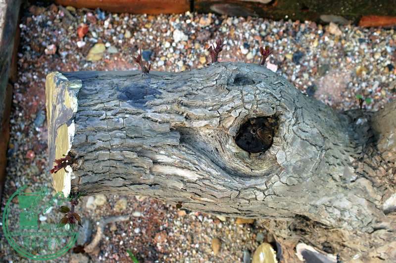 DSCF2457.JPG